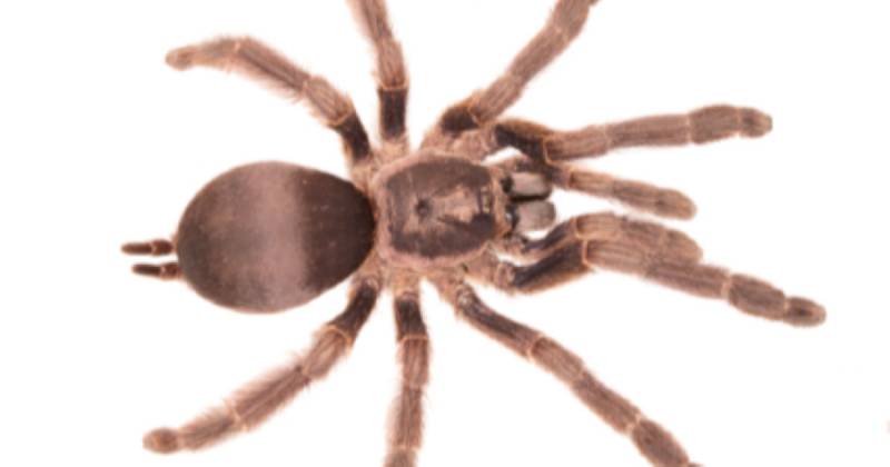 La Tapinauchenius dayuma fue nombrada en honor a la lideresa waorani Dayuma Caento / Foto: cortesía Inabio