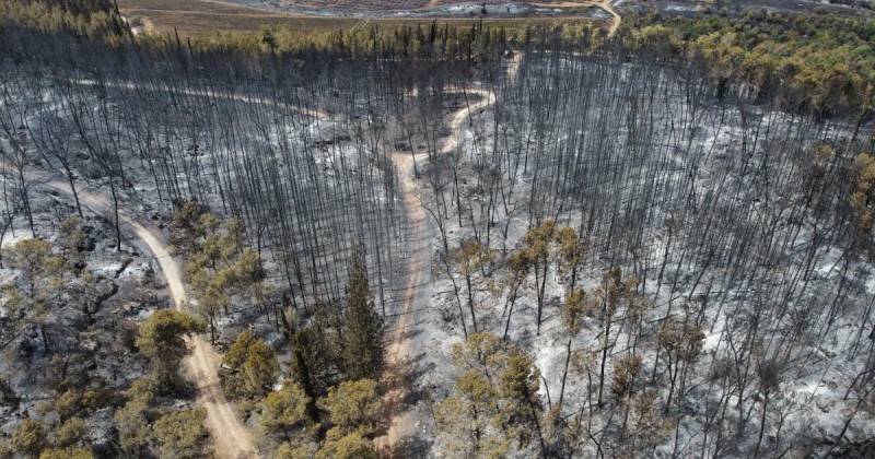 La emergencia ha dejado al menos 2.000 hectáreas quemadas / Foto: EFE