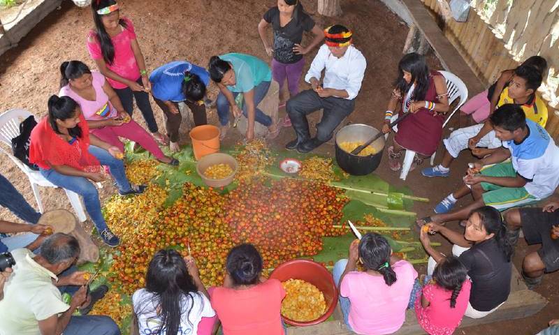 La comunidad, en especial las mujeres, participa en la clasificación y preparación de la chicha base de la chonta, que es una bebida tradicional en la región. Foto: El Universo