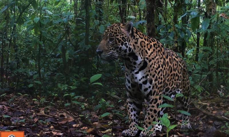 Foto: Mongabay