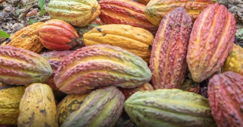 Expertos prevén que la producción mundial podría recuperarse en 2024-2025 / Foto: cortesía Prefectura de Sucumbios