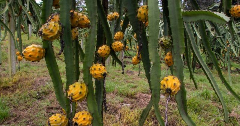 La eliminación del arancel del 15 % beneficia a la pitahaya / Foto: EFE