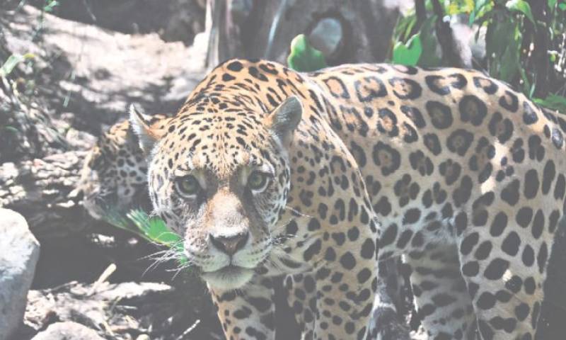 Foto: El Mercurio