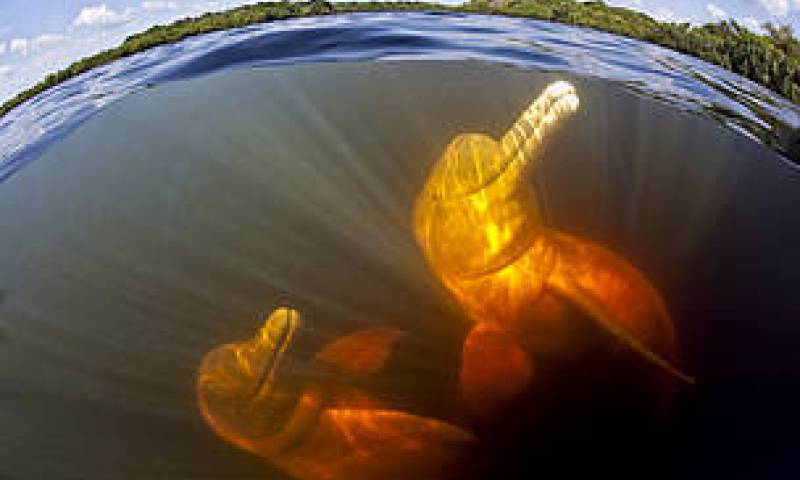 Foto: WWF