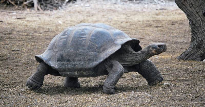 Diego fue uno de las 15 tortugas que ayudaron a salvar la especie / Foto: EFE