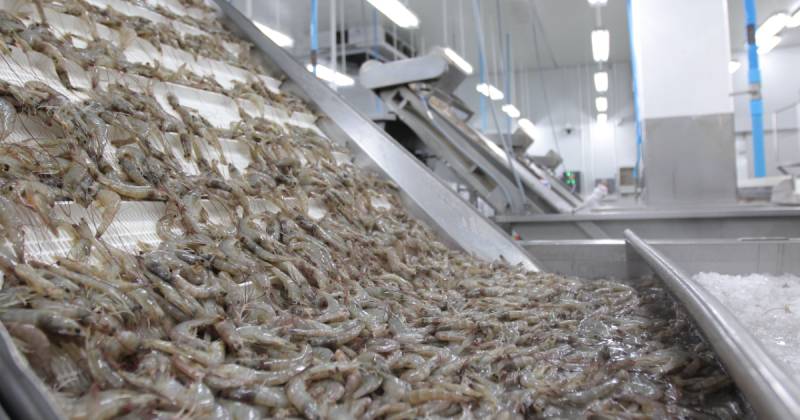 El camarón es el principal producto de exportación no petrolero del país / Foto: cortesía Cámara Nacional de Acuacultura