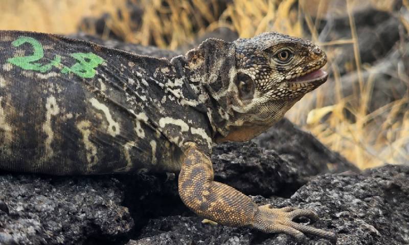Expertos del Parque Nacional Galápagos y científicos asesores comprobaron que después de casi dos siglos las iguanas terrestres de la especie Conolophus subcristatu, se reproducen nuevamente en la isla Santiago. / Foto: cortesía Ministerio de Ambiente