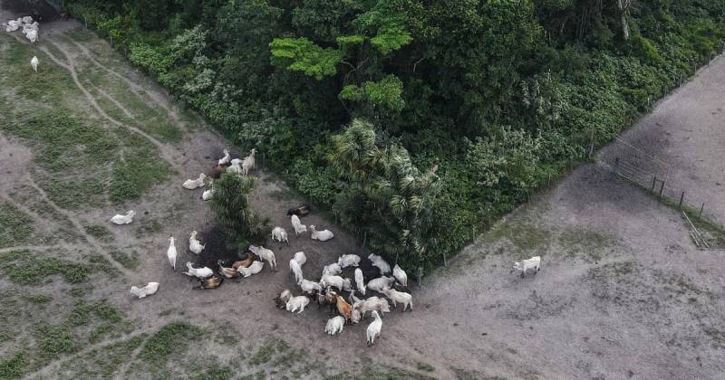 Entre enero y diciembre de 2024, la Amazonía brasileña perdió 4.183 kilómetros cuadrados de vegetación por la deforestación / Foto: EFE