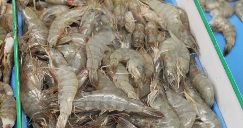 Entre enero y septiembre, las ventas externas de camarón alcanzaron $ 6.204 millones / Foto: cortesía