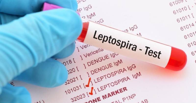 La leptospirosis es una enfermedad que puede transmitirse de animales a personas / Foto: cortesía Medical News Today