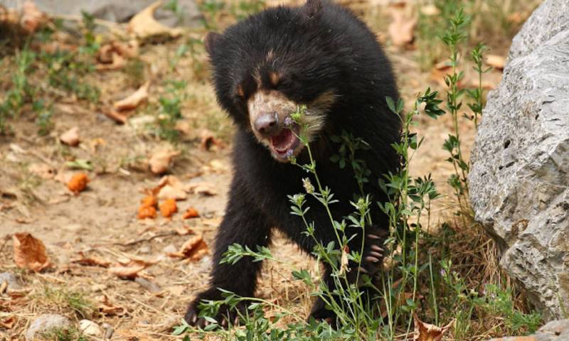 El espécimen fue nombrado como ‘Lumbaqui’, por la zona donde fue encontrado cuando era un pequeño osezno de 3 meses, en Sucumbíos / Foto: cortesía ministerio de Ambiente