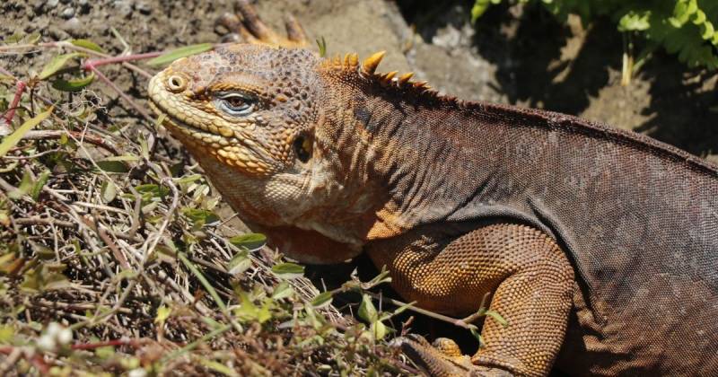 Las iguanas permanecieron en cuarentena en el Parque Nacional, en Santa Cruz / Foto: cortesía MAE