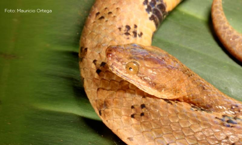 La boa recibió el nombre de “Tropidophis cacuangoae” en honor a la activista ecuatoriana, Dolores Cacuango. (foto cortesía MAATE)