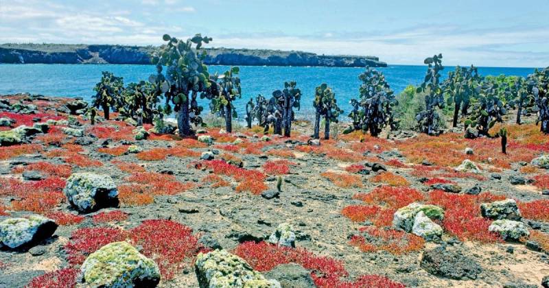 La regeneración de esta especie se llevó a cabo en la isla Plaza Sur / Foto: cortesía Parque Nacional Galápagos