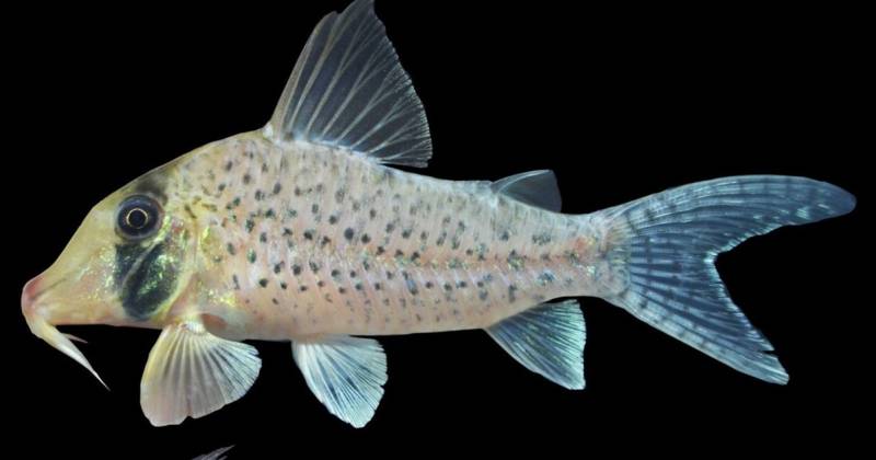 Este pez destaca no solo por su apariencia, sino también por su singular coloración amarillo-verdosa / Foto: cortesía