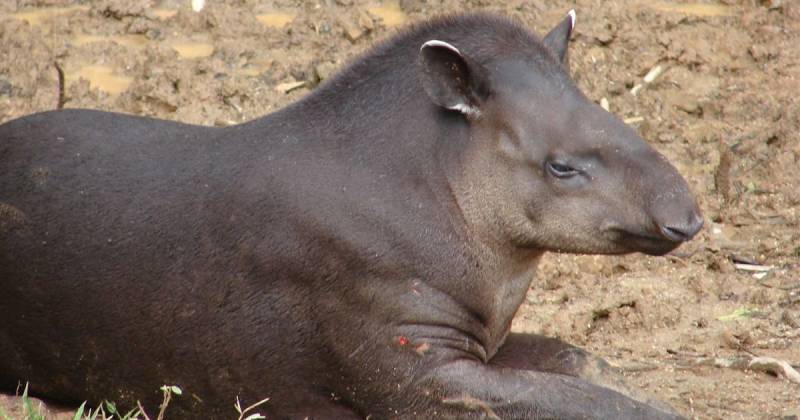 Inabio manifestó que la participación en este foro internacional permitió visibilizar el trabajo científico realizado en Ecuador / Foto: cortesía Bioweb Ecuador
