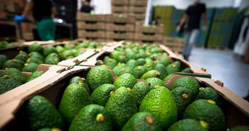 Ecuador continúa consolidando su liderazgo mundial en la producción y exportación de alimentos orgánicos / Foto: cortesía Cámara Marítima del Ecuador