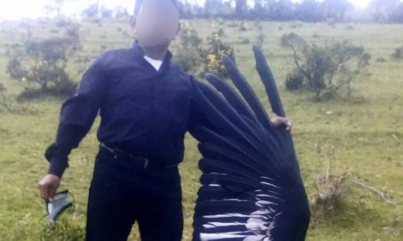 La muerte de una cóndor hembra en Imbabura es investigada / Foto: cortesía Fundación Cóndor Andino Ecuador