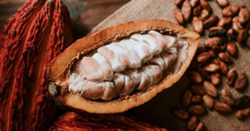 Los productos con mayor desempeño fueron el cacao y sus elaborados / Foto: cortesía Grand Sur