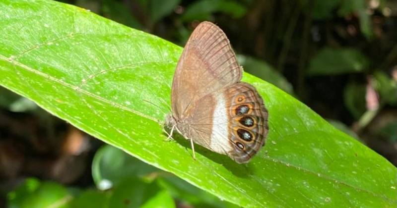 El nombre de la especie, xenikos, proviene del griego antiguo y significa extraño o foráneo / Foto: EFE 