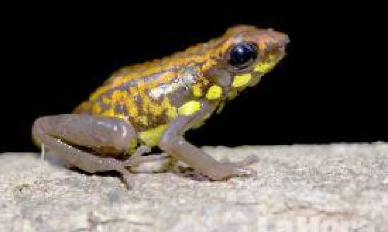 DIVERSIDAD. La rana venenosa del género Dendrobates es una de las especies encontradas en Nangaritza. (Fotos de NCI, Darwin Nuñez y Trotsky Riera)