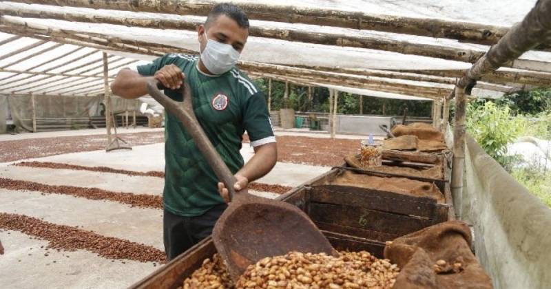 Para Ecuador los ingresos por exportaciones de cacao representan un beneficio económico significativo / Foto: cortesía Cámara Marítima de Ecuador