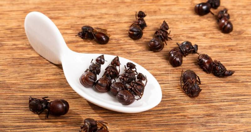 Estas hormigas son ricas en proteínas, omega-3, hierro y antioxidantes / Foto: cortesía El Espectador
