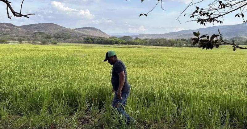 Del sector arrocero nacional dependen alrededor de 500.000 familias, unos 2,5 millones de personas / Foto: EFE