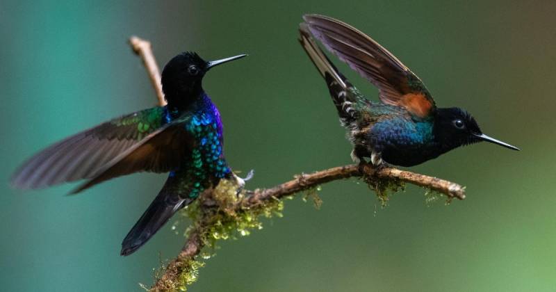 Esta biodiversidad de aves que habitan la capital se expone desde este viernes en la Global Birdfair / Foto: EFE