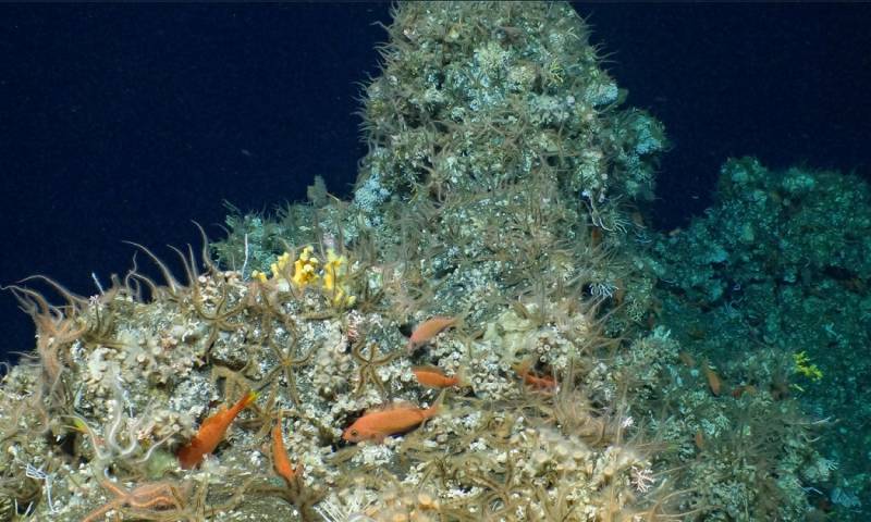 El hallazgo fue posible gracias al uso del Alvin, un vehículo de investigación sumergible de aguas profundas/ Fotos: Cortesía Parque Nacional Galápagos