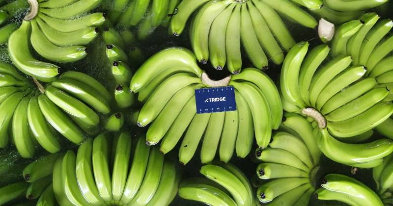 La recuperación marca un giro moderado luego de la caída sostenida observada desde mayo / Foto: cortesía Adama