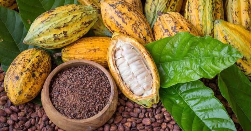Ecuador destaca por su cacao fino de aroma que goza de alta demanda en mercados gourmet / Foto: cortesía