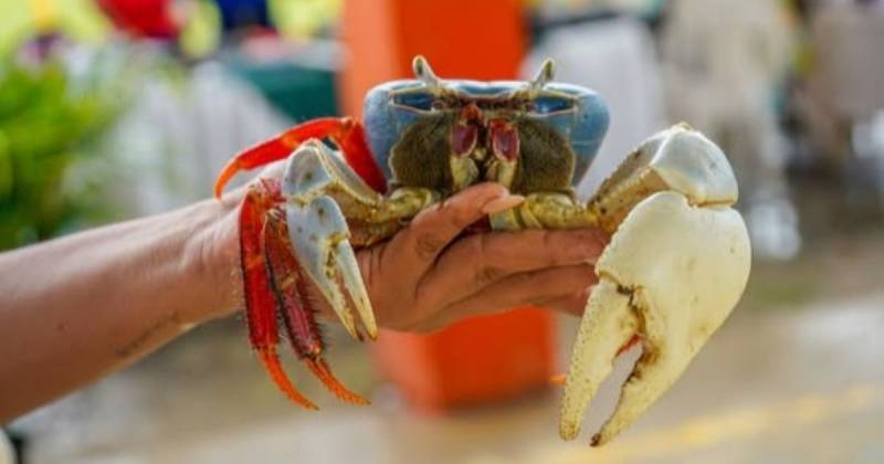 Existen dos periodos de veda de cangrejo que protegen cerca del 30 % de las poblaciones / Foto: cortesía