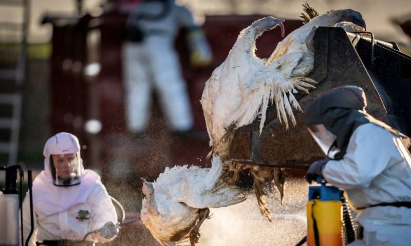 Argentina y Uruguay decretaron la emergencia sanitaria tras el hallazgo de los primeros casos de gripe aviar, aumentando así el nivel de la alerta en Latinoamérica / Foto: EFE