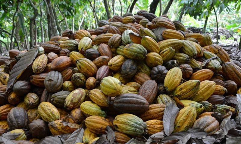 Los precios de los futuros del cacao en Nueva York se han más que duplicado en el último año/ Foto: cortesía
