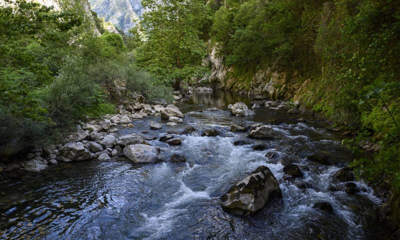 La investigación, muestra que de casi 800 ríos, el calentamiento se produjo en el 87 % y la pérdida de oxígeno en el 70 %/ Foto: cortesía EFE