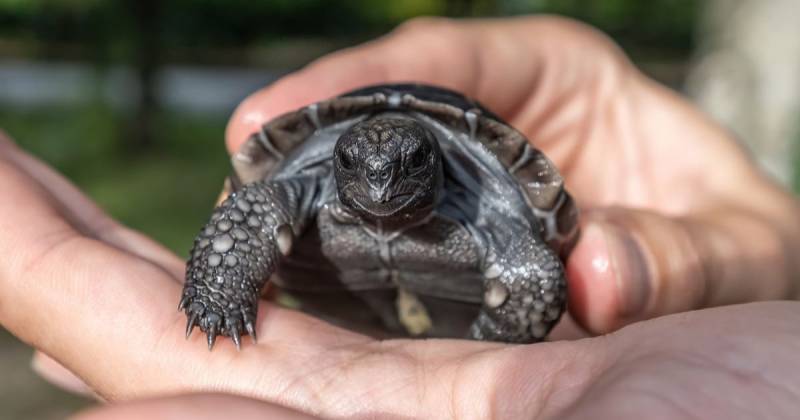 Este éxito reproductivo es especialmente significativo para la conservación de las tortugas de Galápagos / Foto: cortesía Zoo Miami