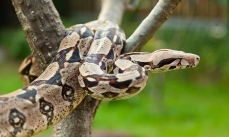 La boa es una especie vulnerable por el potencial peligro de extinción en el que se encuentra / Foto: cortesía Fiscalía General
