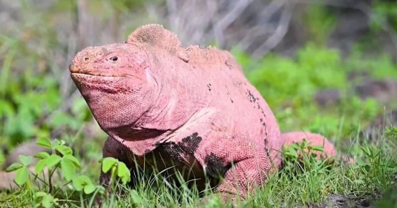 Esta especie endémica de las Islas Galápagos fue descubierta en 1986 / Foto: EFE