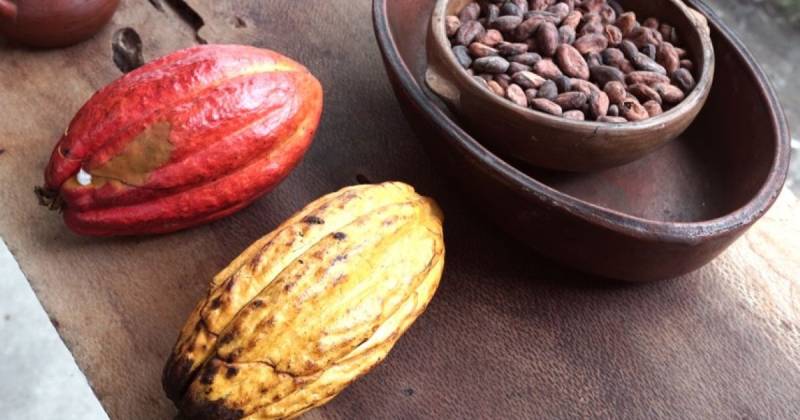 Este nuevo incremento refuerza la buena racha para miles de familias productoras en la Costa y la Amazonía ecuatoriana / Foto: cortesía Ocura